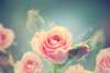 Постер - Розовая роза, 90 x 60 см, Постер в раме, Цветы