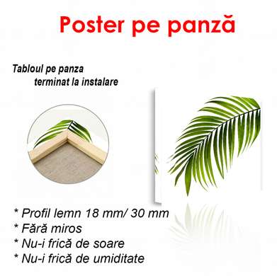 Poster - Sheet on white background, 100 x 100 см, Framed poster, Botanical