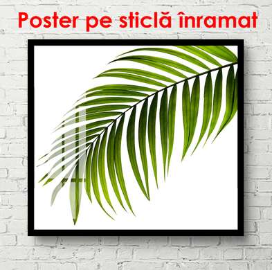 Poster - Frunză pe un fundal alb, 100 x 100 см, Poster înrămat, Botanică