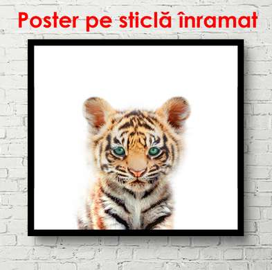 Poster - Pui de tigru pe un fundal alb, 100 x 100 см, Poster inramat pe sticla, Minimalism