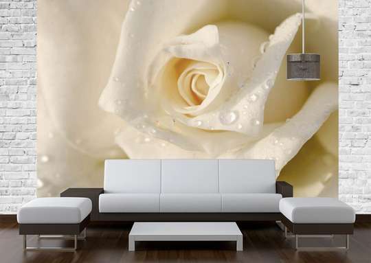 Wall Mural - White rose and water drops