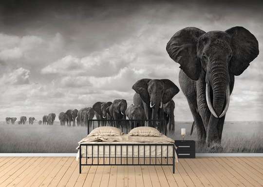 Фотообои - Стая слонов
