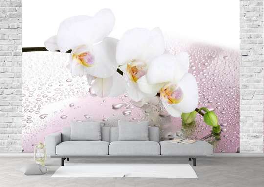 Фотообои - Белая орхидея и утренняя роса