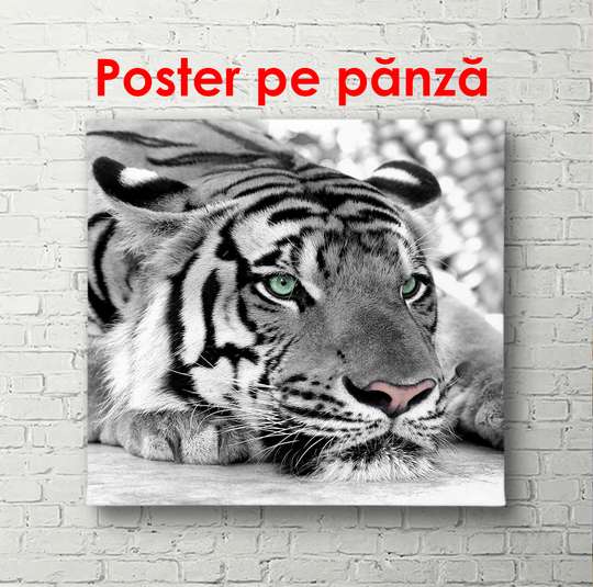 Poster, Tigrul cu nasul roz, 100 x 100 см, Poster înrămat, Animale