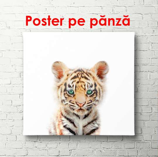 Poster - Tiger cub on a white background, 100 x 100 см, Framed poster