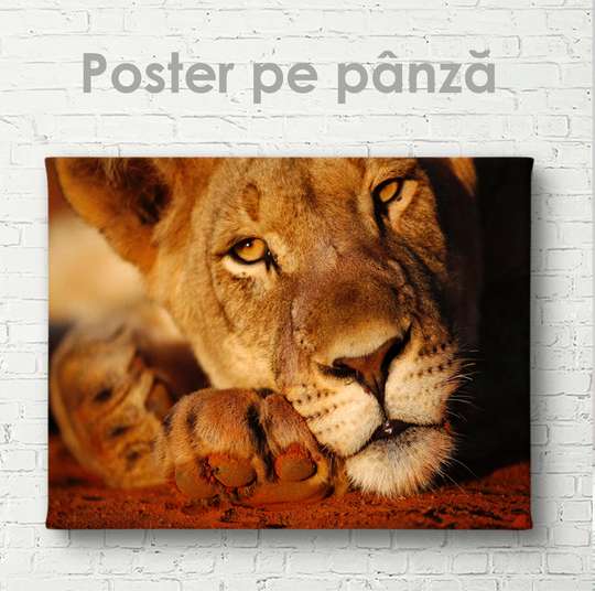 Poster, Lioness, 45 x 30 см, Canvas on frame, Animals