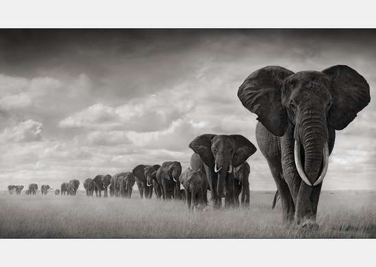 Фотообои - Стая слонов