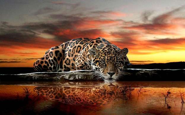 Fototapet - Leopardul bea apă la apus