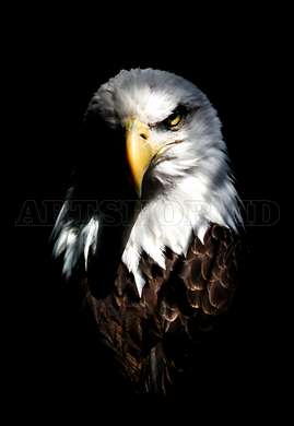 Poster - the Eagle, 60 x 90 см, Framed poster on glass, Animals