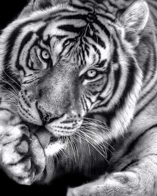 Постер, Черно-белый тигр, 60 x 90 см, Постер на Стекле в раме