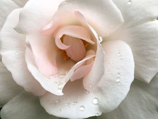 3D Wallpaper - Delicate flower with dew drops