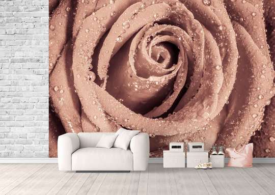 Wall Mural - Beautiful roses