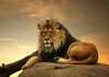 Wall Murall - The Lion King