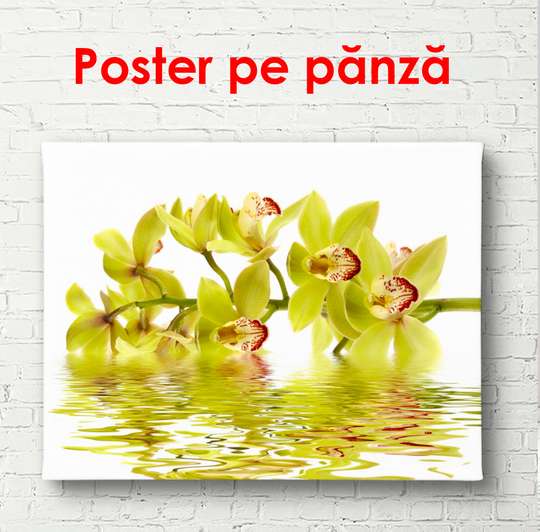 Постер - Желтая орхидея в отражении воды, 90 x 60 см, Постер в раме, Цветы