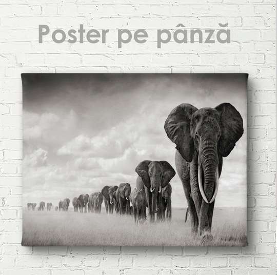 Poster, Flock of elephants, 45 x 30 см, Canvas on frame, Animals