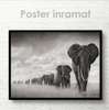 Poster, Flock of elephants, 90 x 60 см, Framed poster on glass