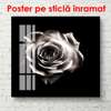Poster - White rose on a black background, 100 x 100 см, Framed poster on glass, Flowers