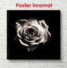 Poster - Trandafirul alb pe un fundal negru, 100 x 100 см, Poster înrămat, Flori
