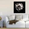 Постер - Белая роза на черном фоне, 100 x 100 см, Постер в раме, Цветы
