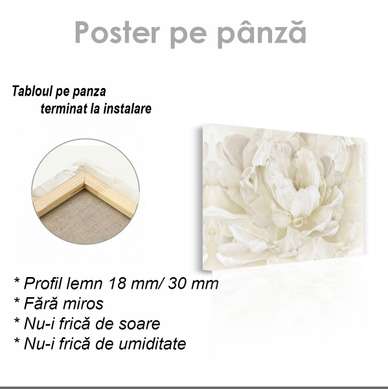 Постер - Белый цветок, 45 x 30 см, Холст на подрамнике, Цветы