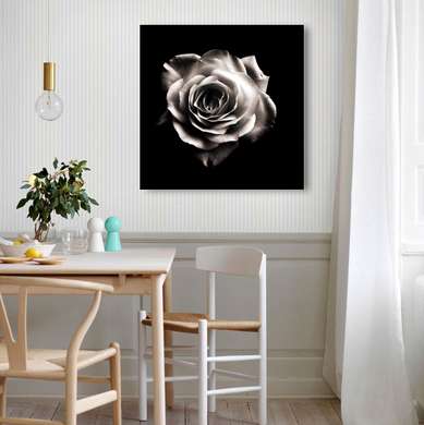 Poster - Trandafirul alb pe un fundal negru, 100 x 100 см, Poster înrămat, Flori