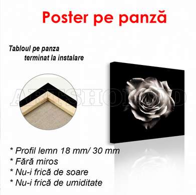 Poster - White rose on a black background, 100 x 100 см, Framed poster on glass, Flowers