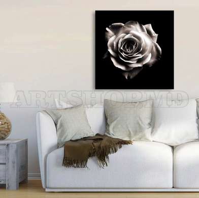 Poster - Trandafirul alb pe un fundal negru, 100 x 100 см, Poster inramat pe sticla, Flori