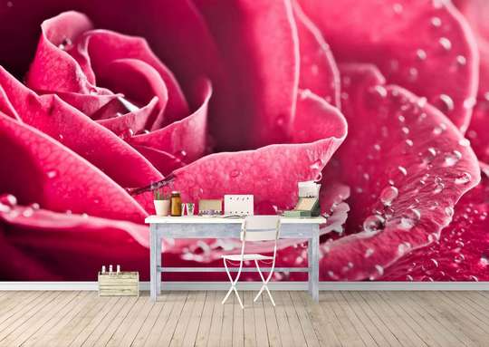 Fototapet - Un trandafir roz și picături de rouă