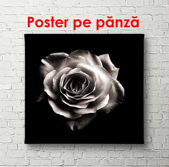 Poster - Trandafirul alb pe un fundal negru, 100 x 100 см, Poster înrămat