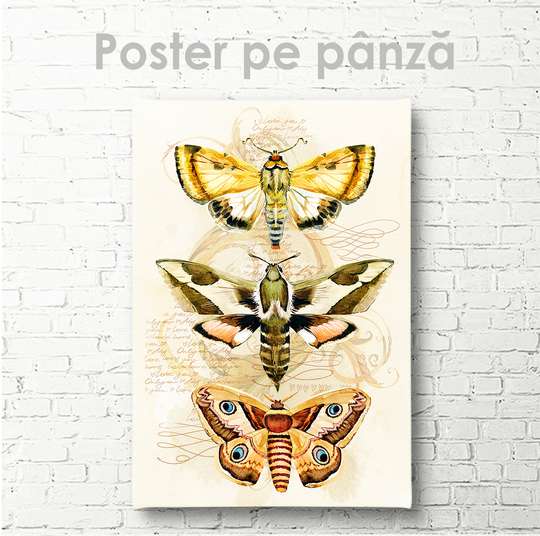 Poster - Insecte, 30 x 45 см, Panza pe cadru