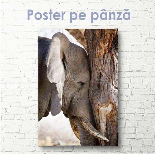 Постер, Грустный слоник, 30 x 60 см, Холст на подрамнике, Животные