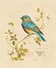 Постер - Голубая птичка на ветке, 60 x 90 см, Постер в раме, Прованс