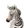 Poster - Zebra pe un fundal alb, 100 x 100 см, Poster înrămat