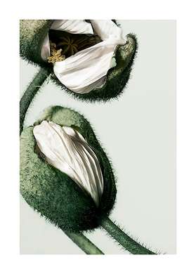 Poster - White Poppy Flower, 40 x 60 см, Framed poster on glass