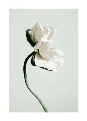 Постер - Белый цветок Мака, 40 x 60 см, Постер на Стекле в раме