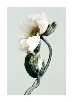 Постер - Белый цветок Мака, 40 x 60 см, Постер на Стекле в раме