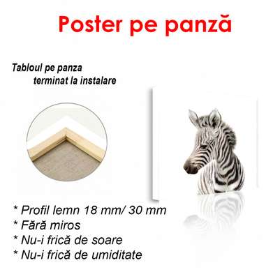 Poster - Zebra pe un fundal alb, 100 x 100 см, Poster inramat pe sticla, Minimalism