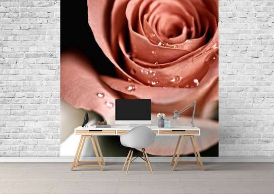 Fototapet - Un trandafir bej și picături de rouă
