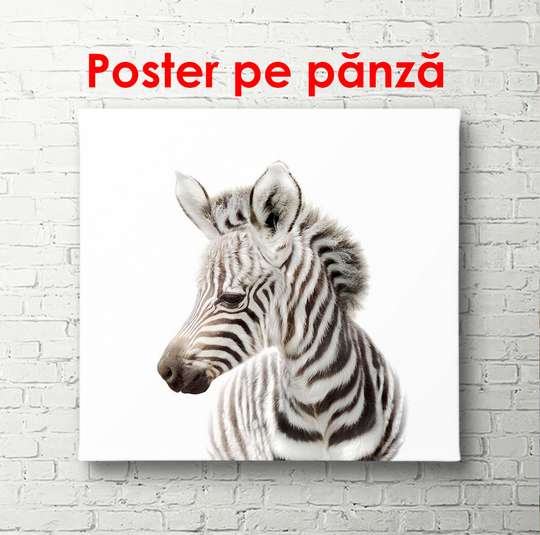 Постер - Зебра на белом фоне, 100 x 100 см, Постер в раме