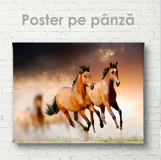 Poster, Two graceful horses, 45 x 30 см, Canvas on frame, Animals