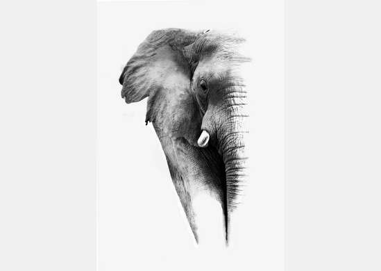 Wall Murall - Elephant on a white background