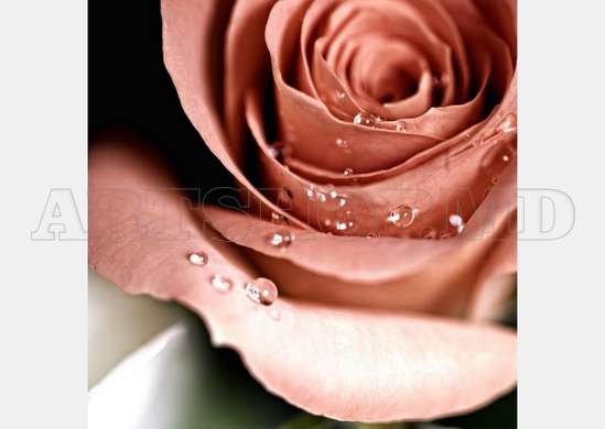 Фотообои - Бежевые Розы и капли росы
