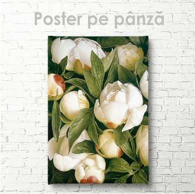 Poster - Bujori albi, 30 x 45 см, Panza pe cadru
