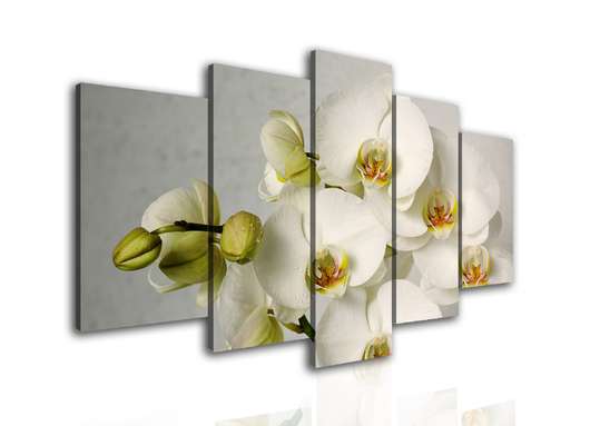 Modular picture, White orchid on a gray background., 108 х 60