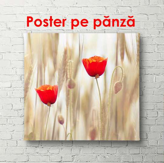 Poster - Poppy field at purple sunset, 100 x 100 см, Framed poster, Flowers