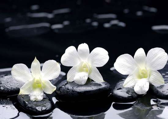 Фотообои - Черные камни и белые цветы