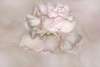 Wall mural - Pale pink rose flower