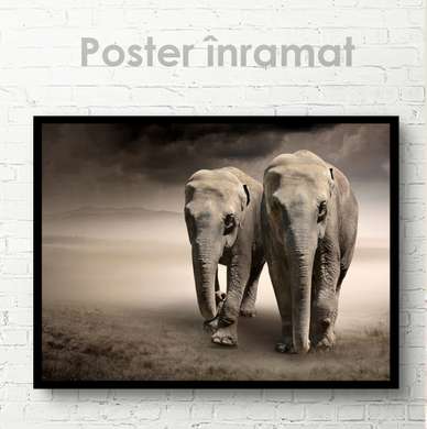 Poster, Doi elefanți, 90 x 60 см, Poster inramat pe sticla