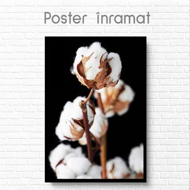 Poster - Cotton flower, 60 x 90 см, Framed poster on glass, Botanical