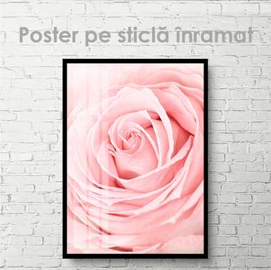 Poster - Pink Rose up close, 30 x 45 см, Canvas on frame, Flowers